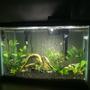 20 gallons planted tank (mostly live plants and fish) - 20 gallon planted with loaches, barbs, catfish, and a blue ram
