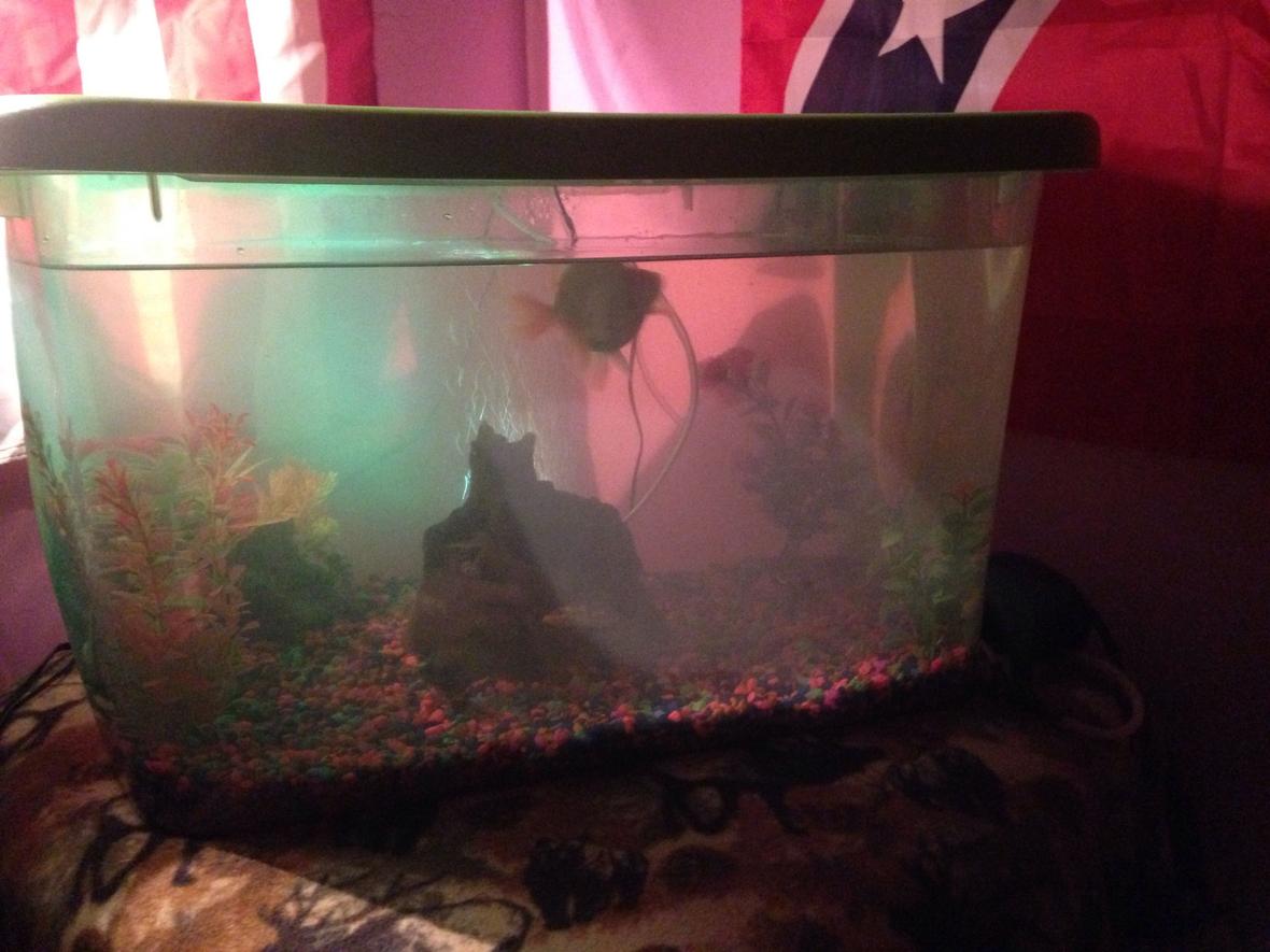 25 gallons freshwater fish tank (mostly fish and non-living decorations) - My homemade fish tank