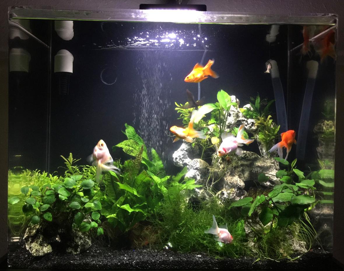 30 gallons planted tank (mostly live plants and fish) - Fengshui Aquarium, 4 orange, 4 white and 1 black goldfish, shrimps, plecos and assassin snails community to keep tank clean