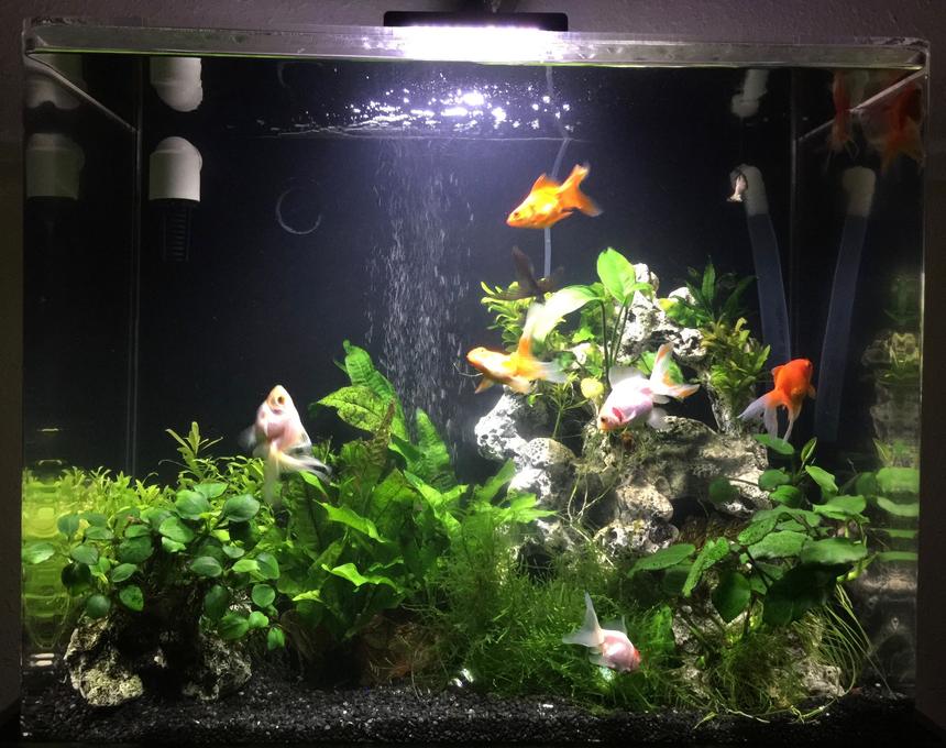 Rated #26: 30 Gallons Planted Tank - Fengshui Aquarium, 4 orange, 4 white and 1 black goldfish, shrimps, plecos and assassin snails community to keep tank clean