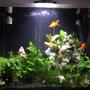 30 gallons planted tank (mostly live plants and fish) - Fengshui Aquarium, 4 orange, 4 white and 1 black goldfish, shrimps, plecos and assassin snails community to keep tank clean