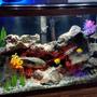 29 gallons freshwater fish tank (mostly fish and non-living decorations) - Yellow lab species tank