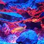 fish tank picture - Night time. Blue led moon lights and orange led strip lights below.