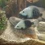 freshwater fish stocking in 150 gallons tank - Breeding pair of texas cichlids