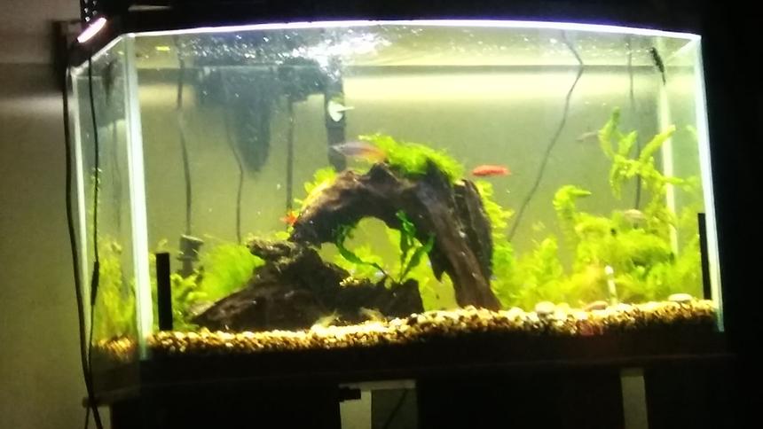 Rated #51: 42 Gallons Planted Tank - .