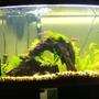 42 gallons planted tank (mostly live plants and fish) - .