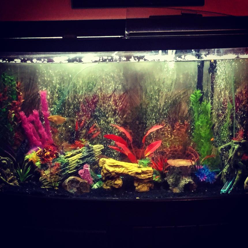Rated #68: 90 Gallons Freshwater Fish Tank - original setup of 90 gallon