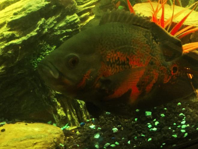 freshwater fish stocking in 90 gallons tank - hes sulking cause he got the canned food today