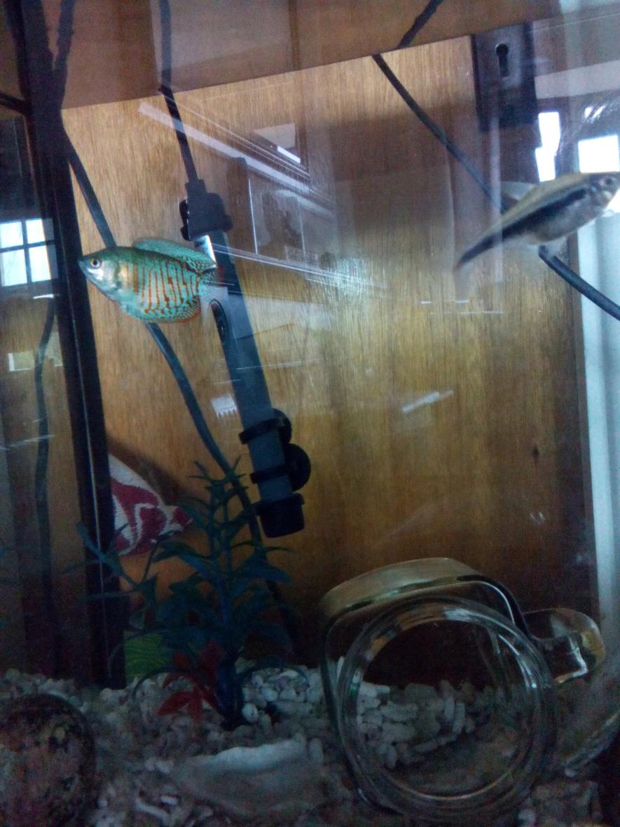 Rated #84: 20 Gallons Freshwater Fish Tank - Blue dwarf Gourami