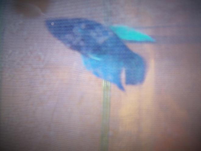 freshwater fish stocking in 5 gallons tank - female