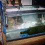 fish tank picture - tank filter and heater