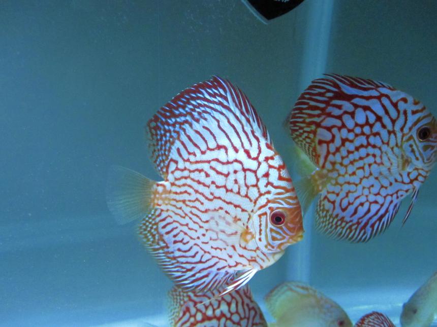 Rated #2: Freshwater Fish Stocking In 50 Gallons Tank - here is my flora pigeon discus that I bought from Na discus