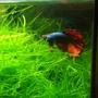 freshwater fish stocking in 7 gallons tank - Betta