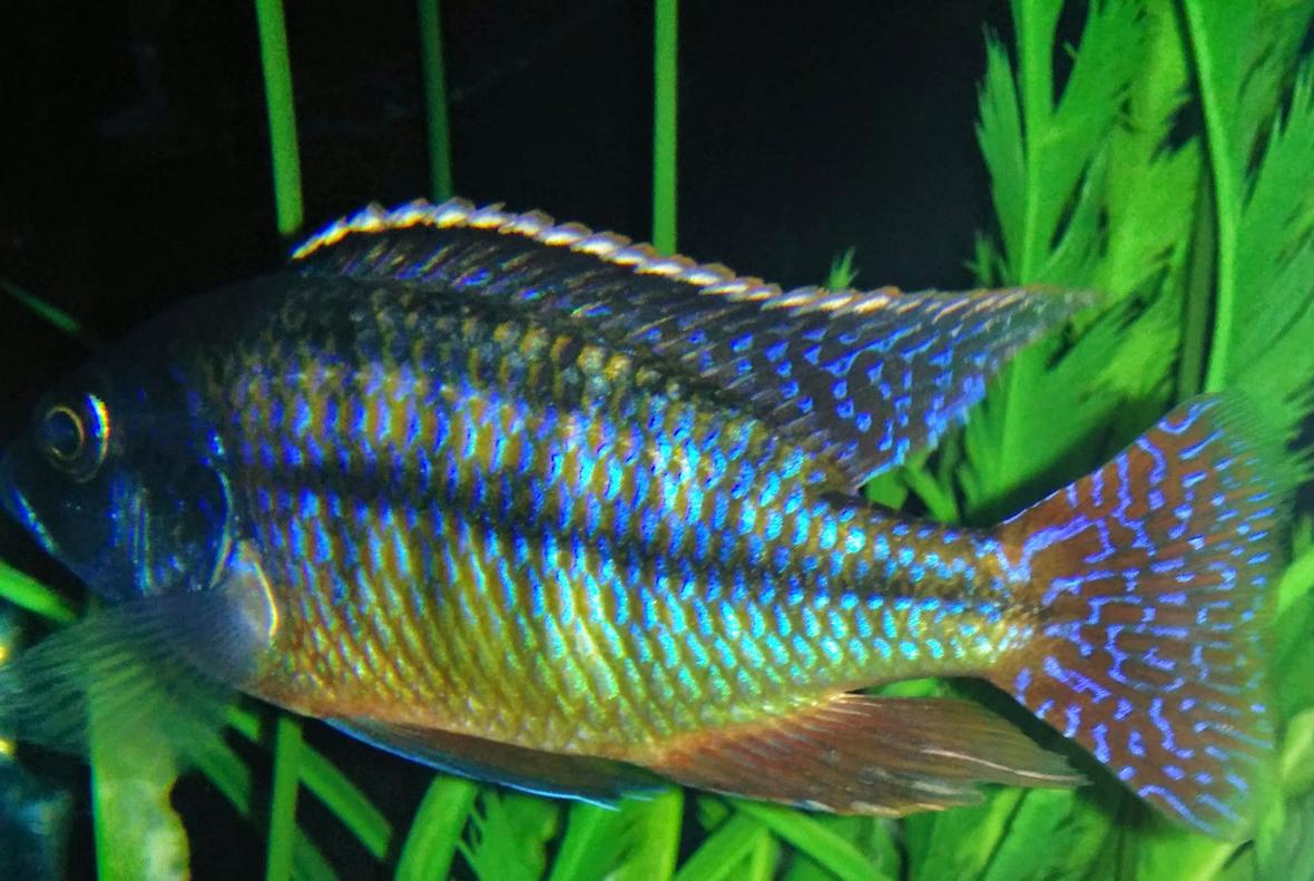 freshwater fish stocking in 90 gallons tank - Red empress