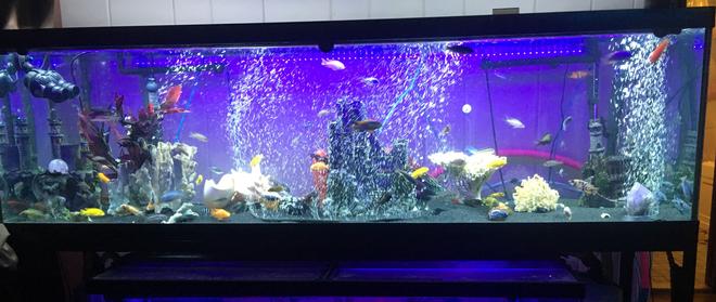 125 gallons freshwater fish tank (mostly fish and non-living decorations) - 125 African cichlid tank