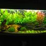240 gallons freshwater fish tank (mostly fish and non-living decorations) - My 240l bow front tank 4 months old