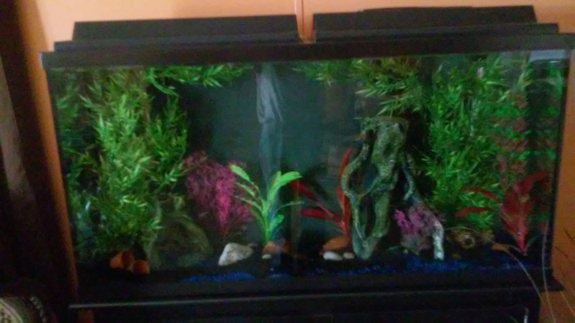 60 gallons reef tank (mostly live coral and fish)