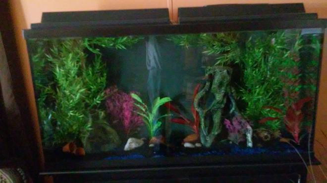 60 gallons reef tank (mostly live coral and fish)