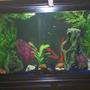 60 gallons freshwater fish tank (mostly fish and non-living decorations)