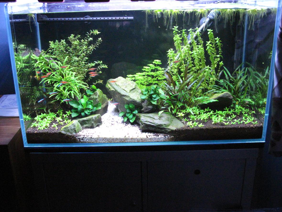 30 gallons planted tank (mostly live plants and fish) - First tank, 5 month old.