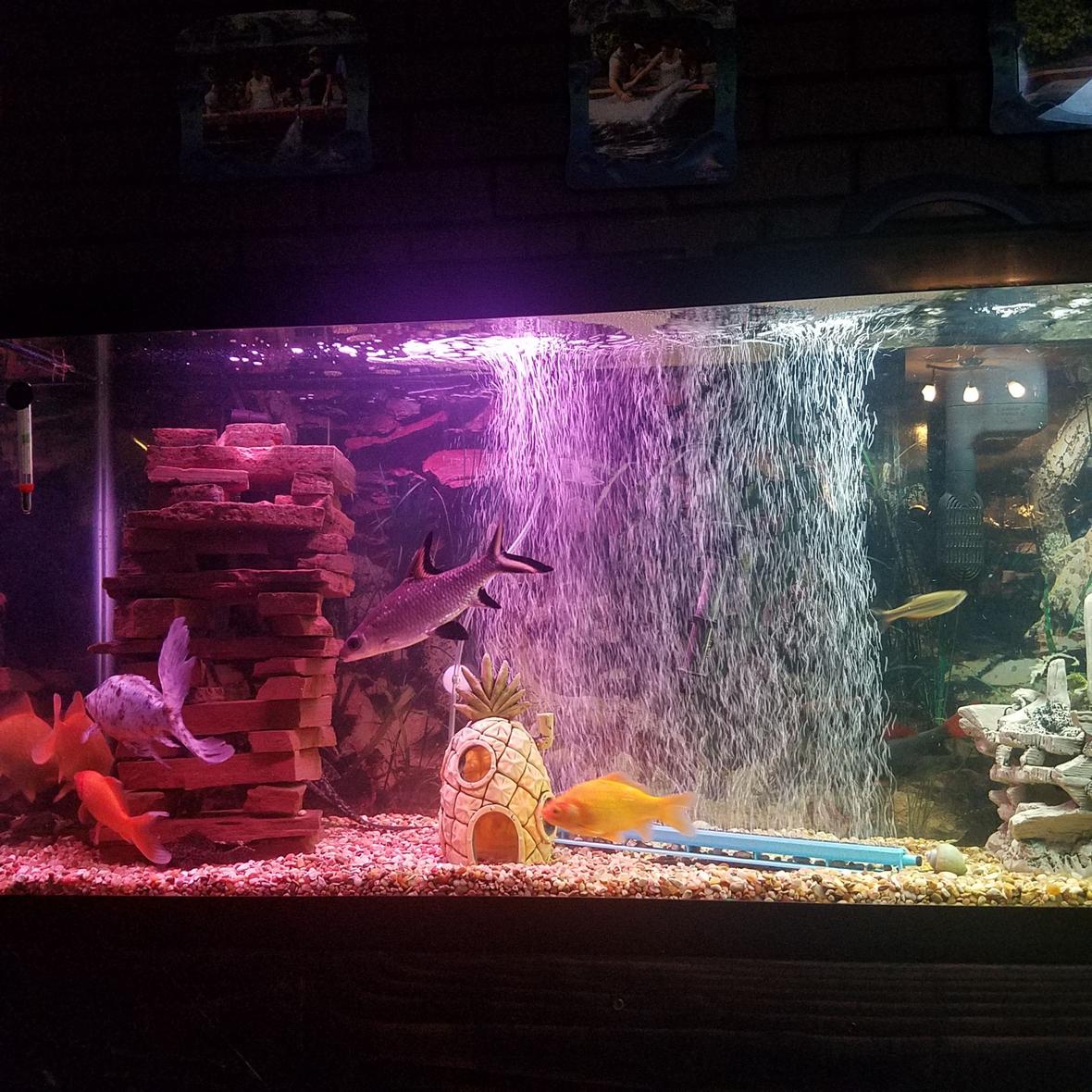 55 gallons freshwater fish tank (mostly fish and non-living decorations) - This is mine against all of the advice about not having certain species together my tank has thrived