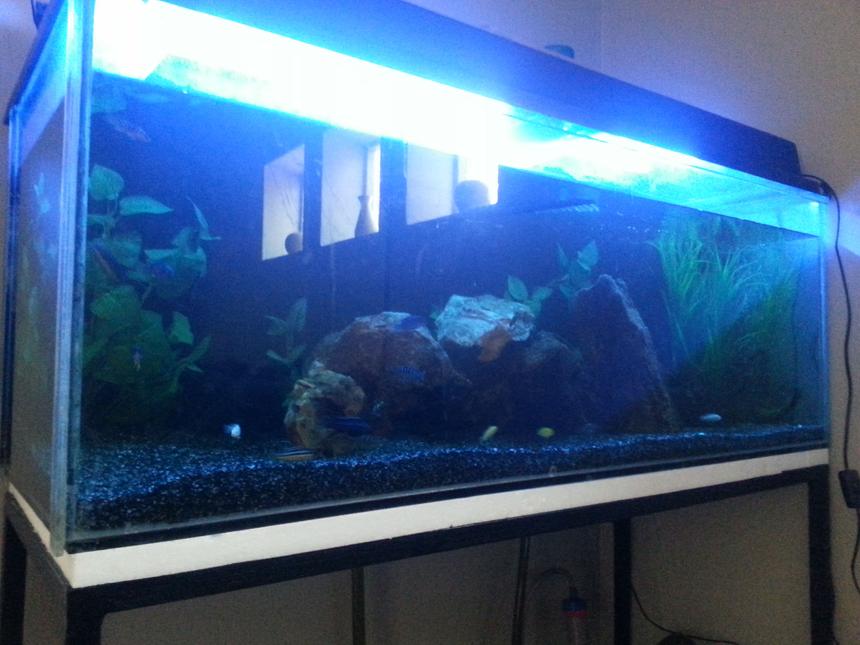 Rated #80: Freshwater Fish Tank - A