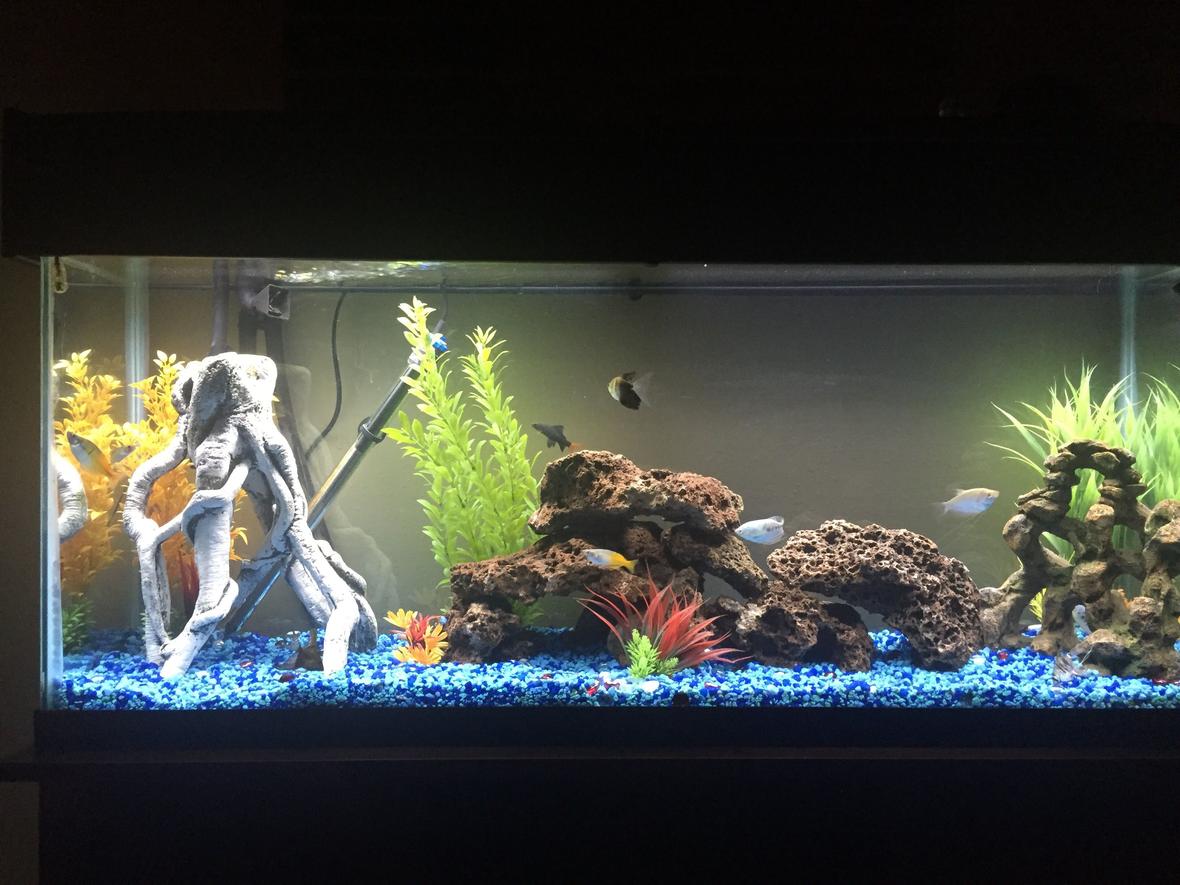 65 gallons freshwater fish tank (mostly fish and non-living decorations) - So far