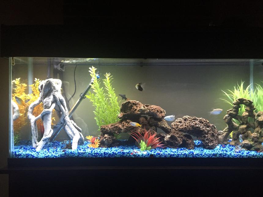 Rated #48: 65 Gallons Freshwater Fish Tank - So far