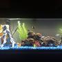 65 gallons freshwater fish tank (mostly fish and non-living decorations) - So far