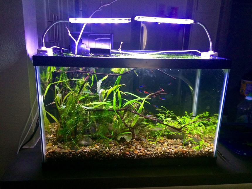 Rated #34: 10 Gallons Planted Tank - 10 gallon walstad