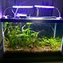 10 gallons planted tank (mostly live plants and fish) - 10 gallon walstad