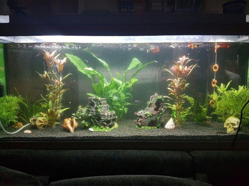 Rated #48: 44 Gallons Planted Tank - Full view of our fresh water planted fish tank