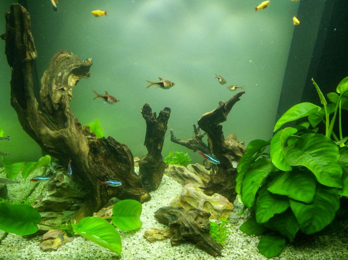 freshwater fish stocking in 30 gallons tank - 10 Red Crystal 6 Neon Tetra (Paracheirodon Innesi) 6 Arlequin (Rasbora Heteromorpha) 6 Nez Rouge (Hemigrammus Bleheri) 6 Neon cardinal (Tanichthys Albonubes) 6 Octocinclus Affinis 6 Ancistrus Temminckii