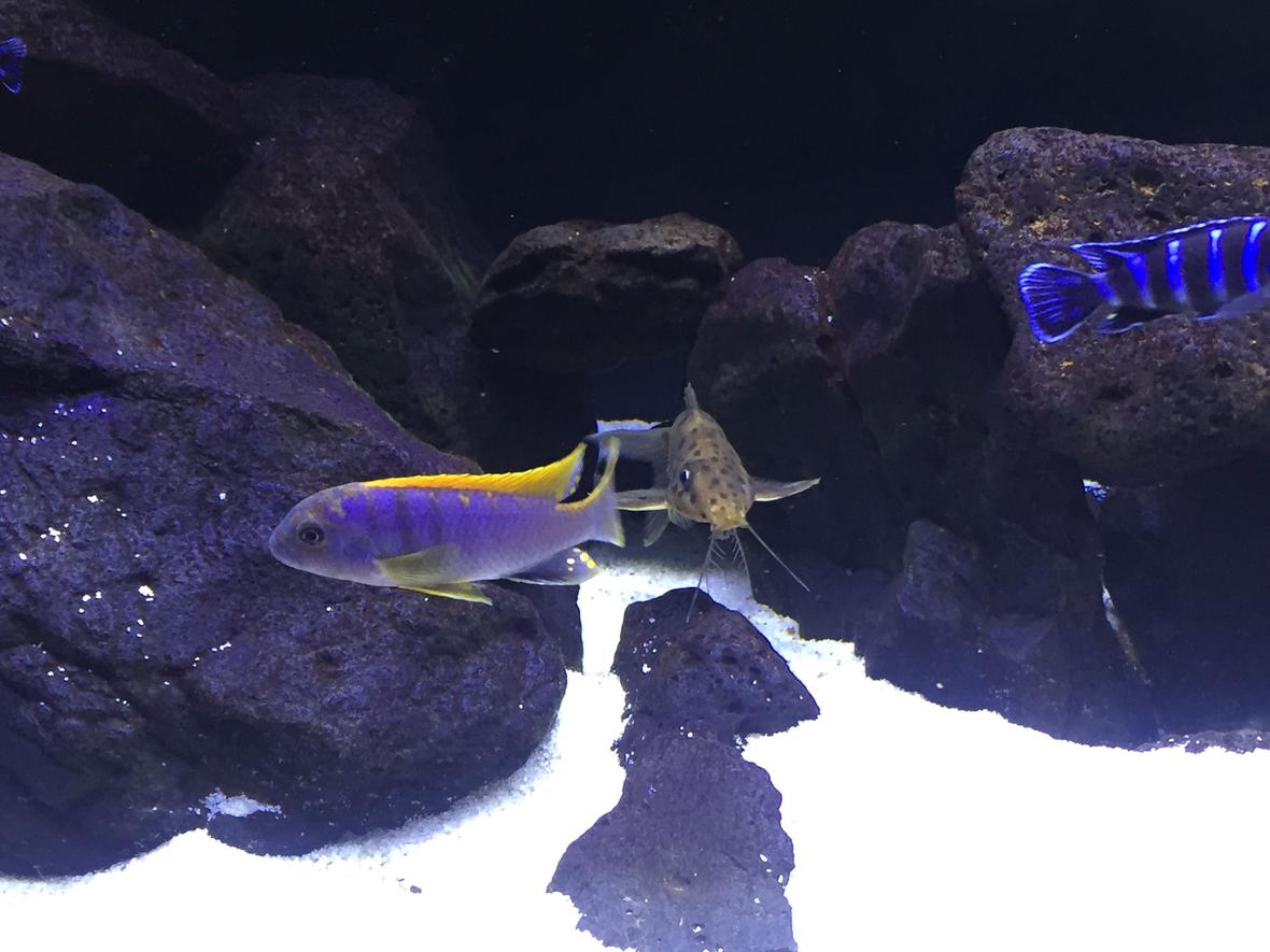 freshwater fish stocking in 80 gallons tank - Catfish and hongi