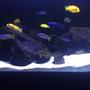 fish tank picture - More mbuna