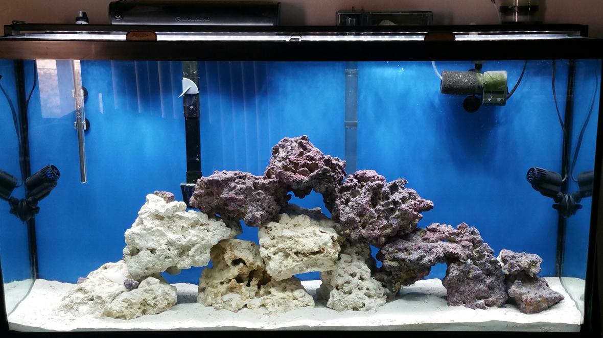 50 gallons saltwater fish tank (mostly fish, little/no live coral) - Fowlr tank
