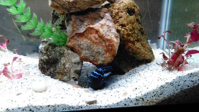 freshwater fish stocking in 55 gallons tank - One of my fish I've had for about 4 years