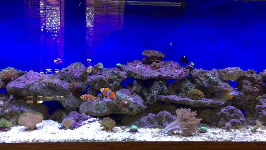Rated #11: 125 Gallons Reef Tank - 125 Gallon Reef Tank