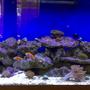 125 gallons reef tank (mostly live coral and fish) - 125 Gallon Reef Tank