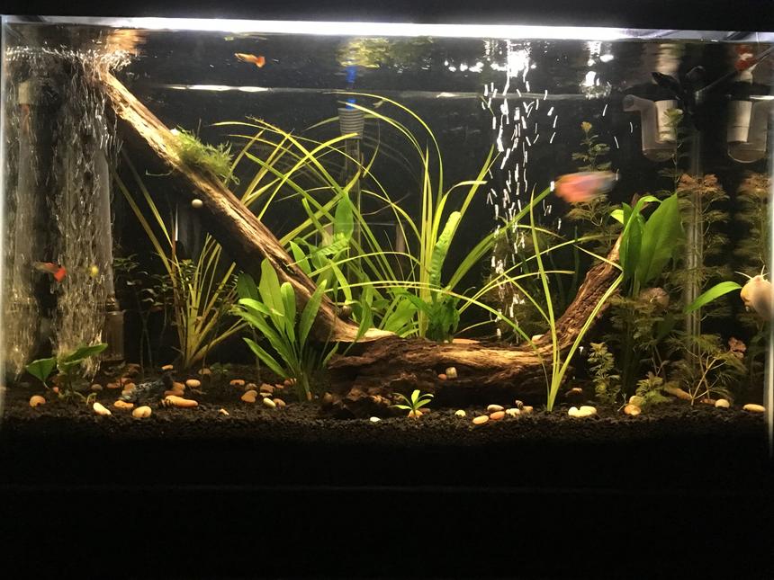 Rated #32: 29 Gallons Planted Tank - My 29 gal planted tank
