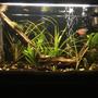 29 gallons planted tank (mostly live plants and fish) - My 29 gal planted tank