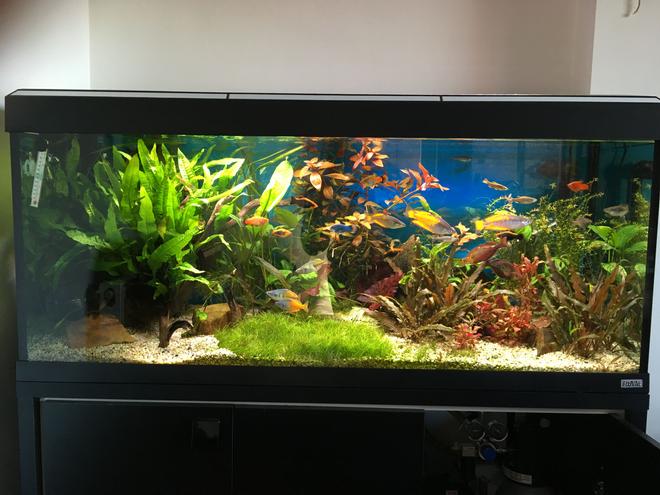 55 gallons planted tank (mostly live plants and fish) - Planted tank