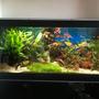 55 gallons planted tank (mostly live plants and fish) - Planted tank