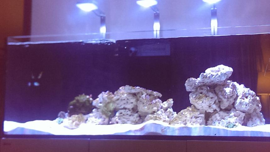Rated #13: 143 Gallons Reef Tank - Red Sea Reefer 525XL - cycling stage July 2016