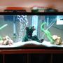 fish tank picture - 55 gallon