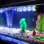 6 gallons freshwater fish tank (mostly fish and non-living decorations) - 2 weeks with this new tank