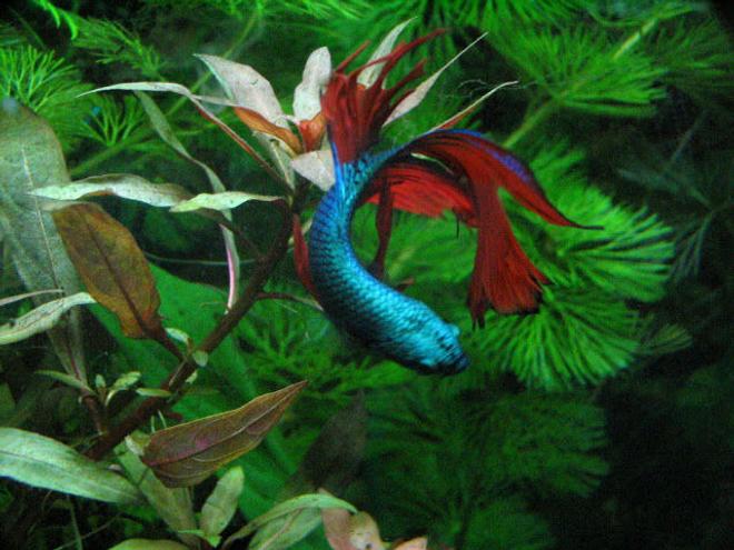 freshwater fish stocking in 125 gallons tank - Betta Splendens
In my 20 xhigh planted tank
Not just a betta bowl