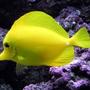 saltwater fish stocking in 125 gallons tank - My Yellow Tang - Sunny