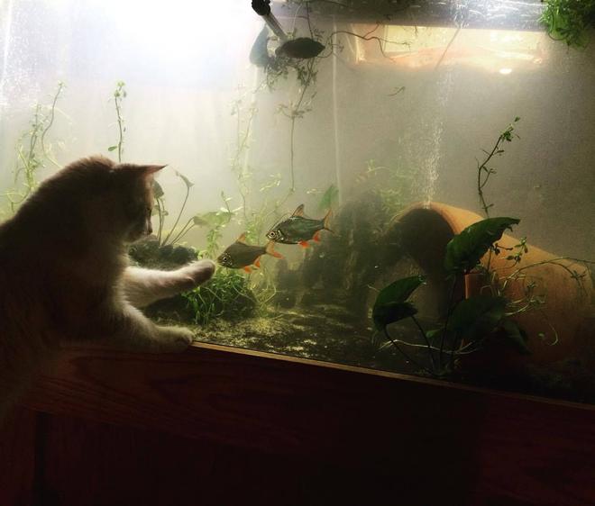 220 gallons planted tank (mostly live plants and fish) - cat want a taste of the south asian fishiies