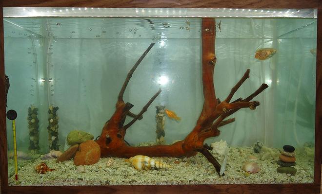 20 gallons freshwater fish tank (mostly fish and non-living decorations) - My aquarium. This is better than it's photo